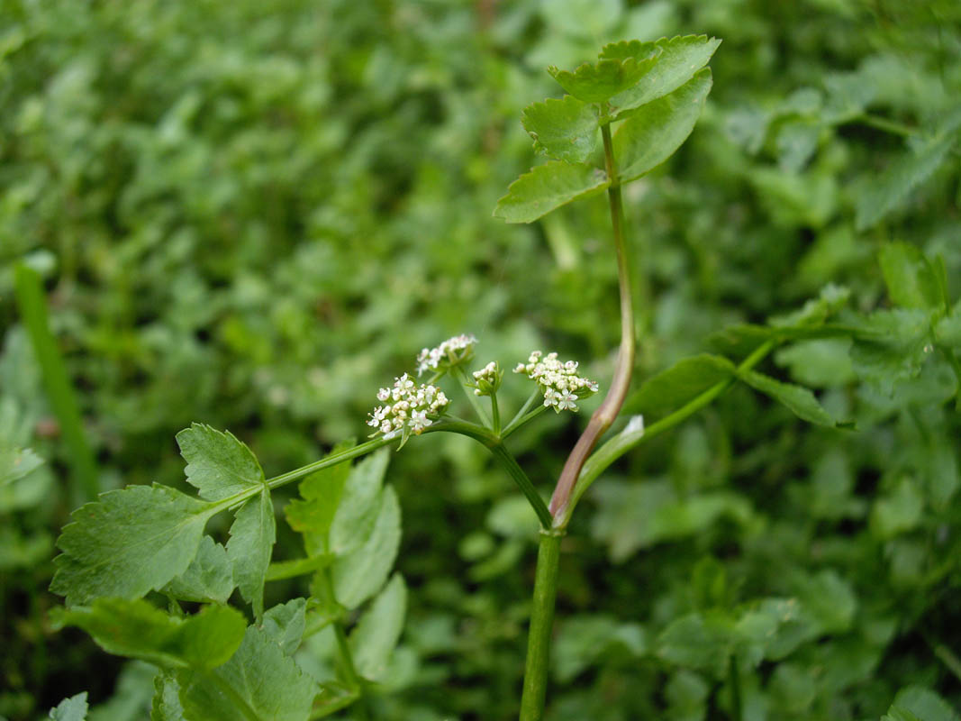 Apium nodiflorum